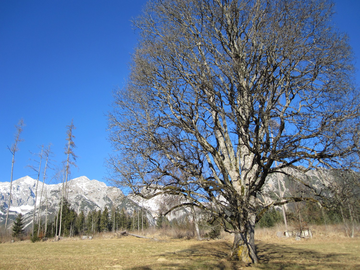 Hang des Sattelbergs