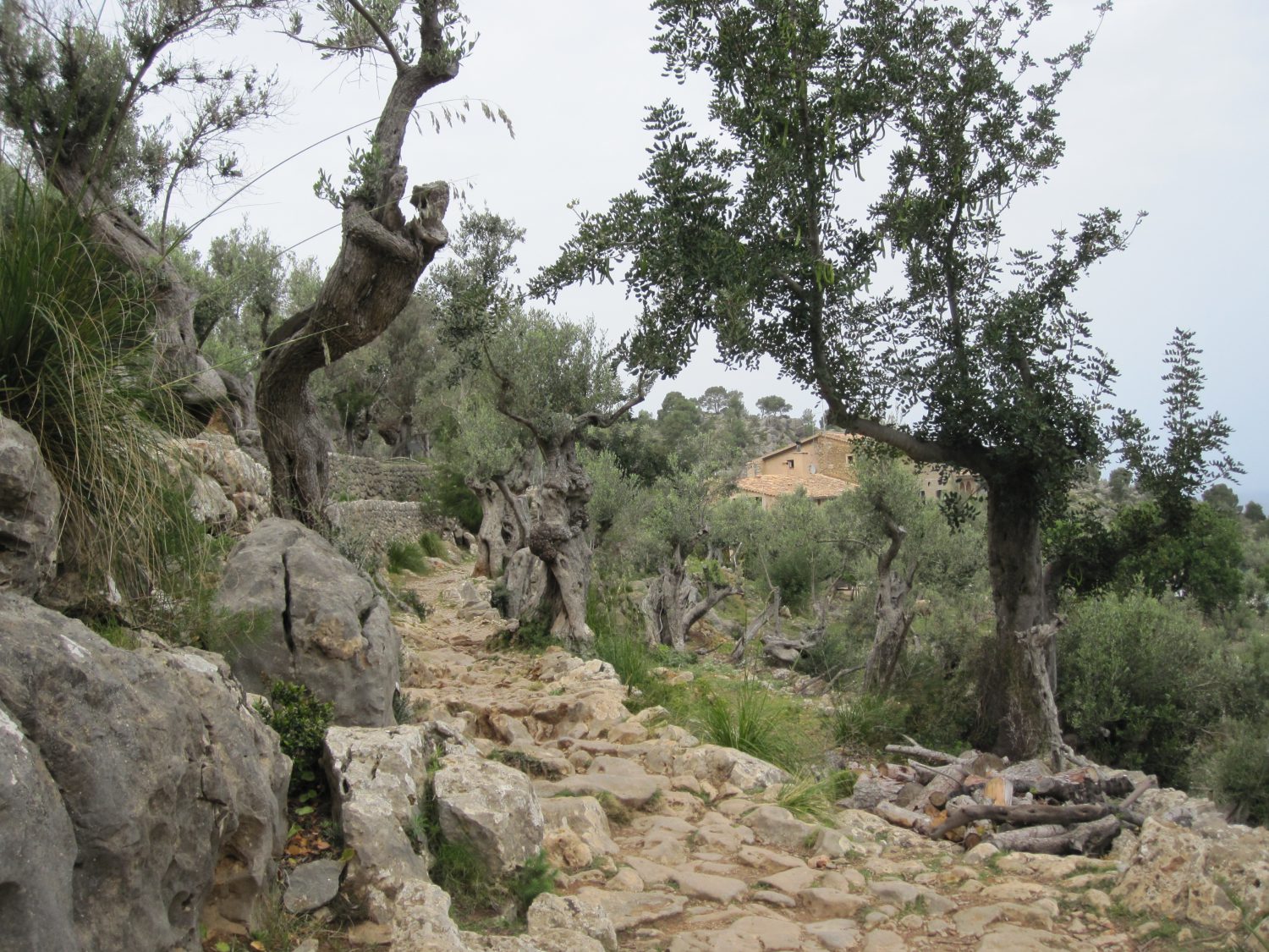 Steiniger Weg durch Olivenhaine