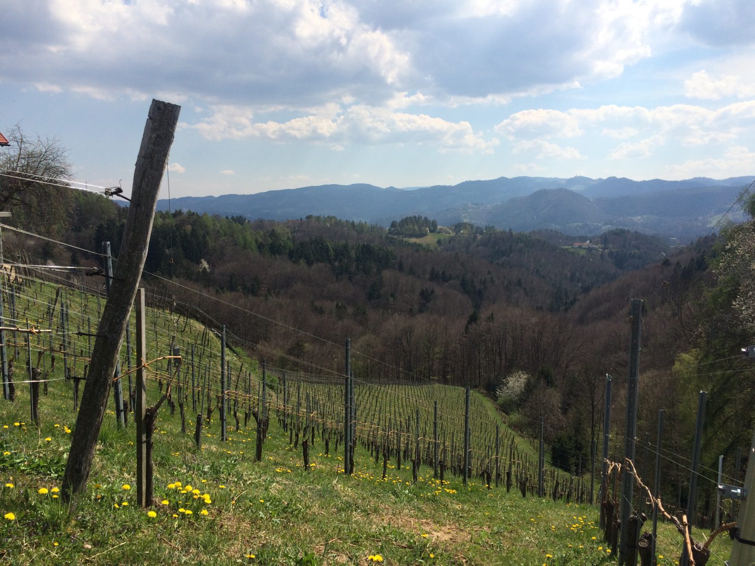 Weingärten Südsteiermark