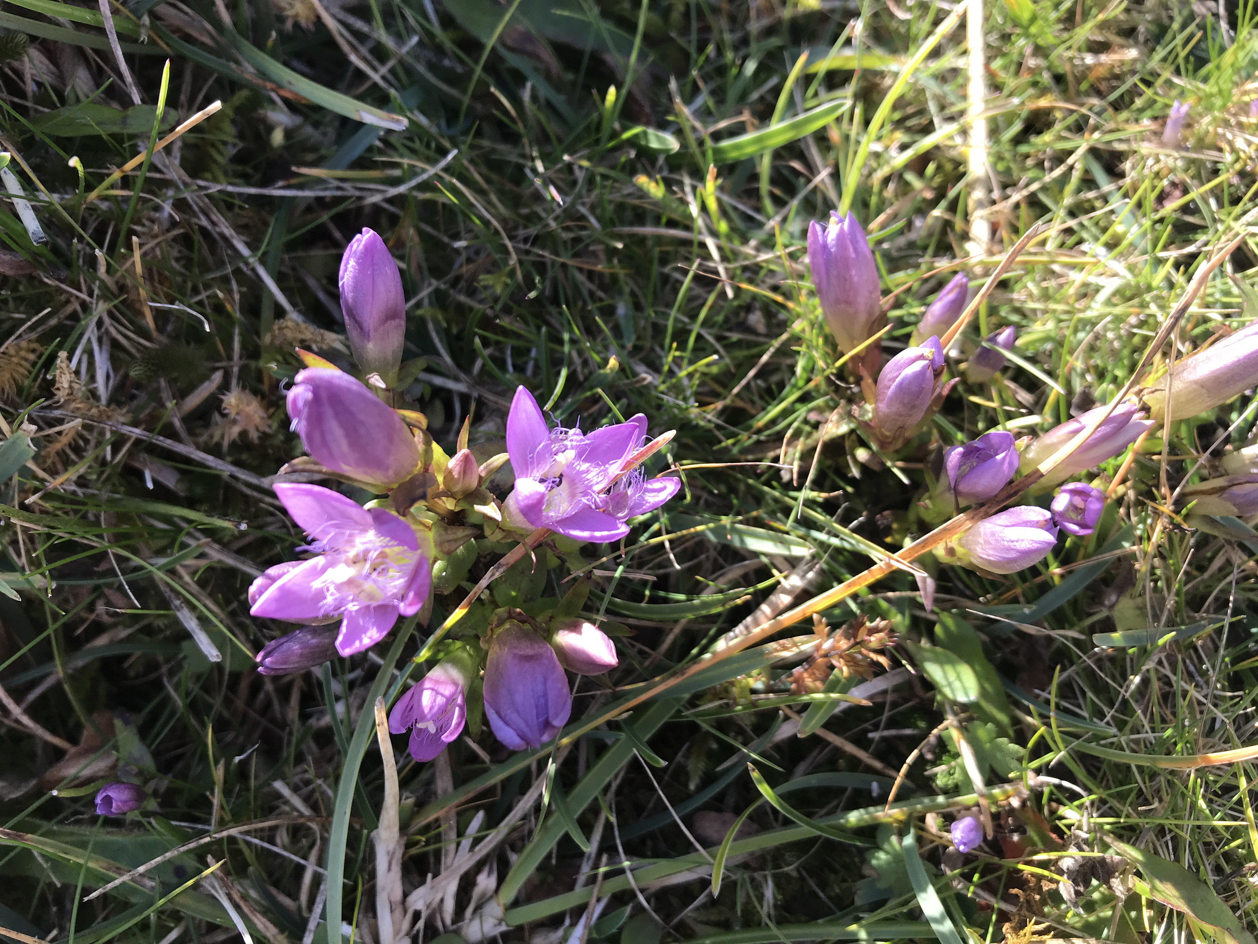 Knäuel Glockenblume