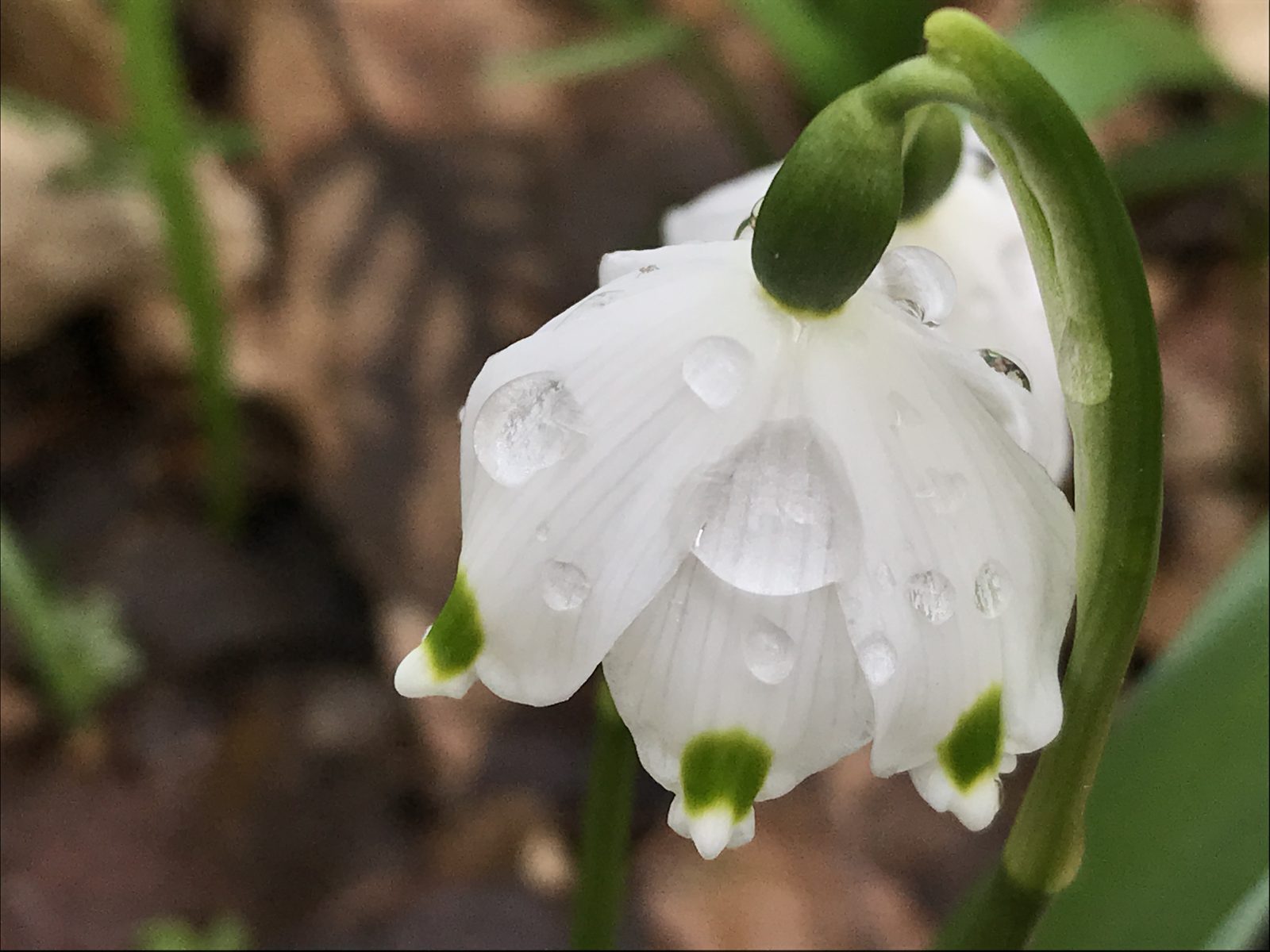 Unechtes Schneeglöckerl