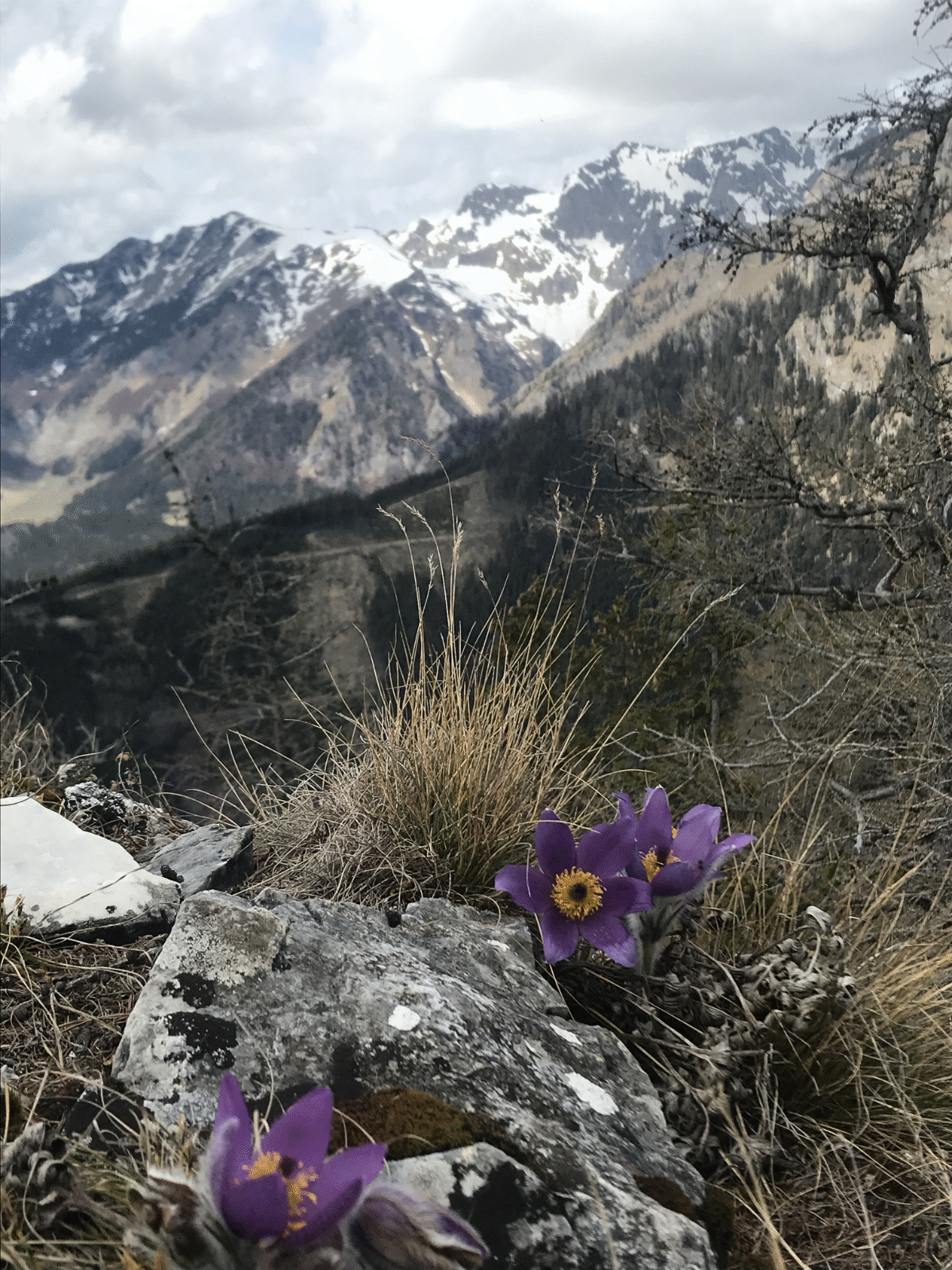 Kuhschelle mit Panorama