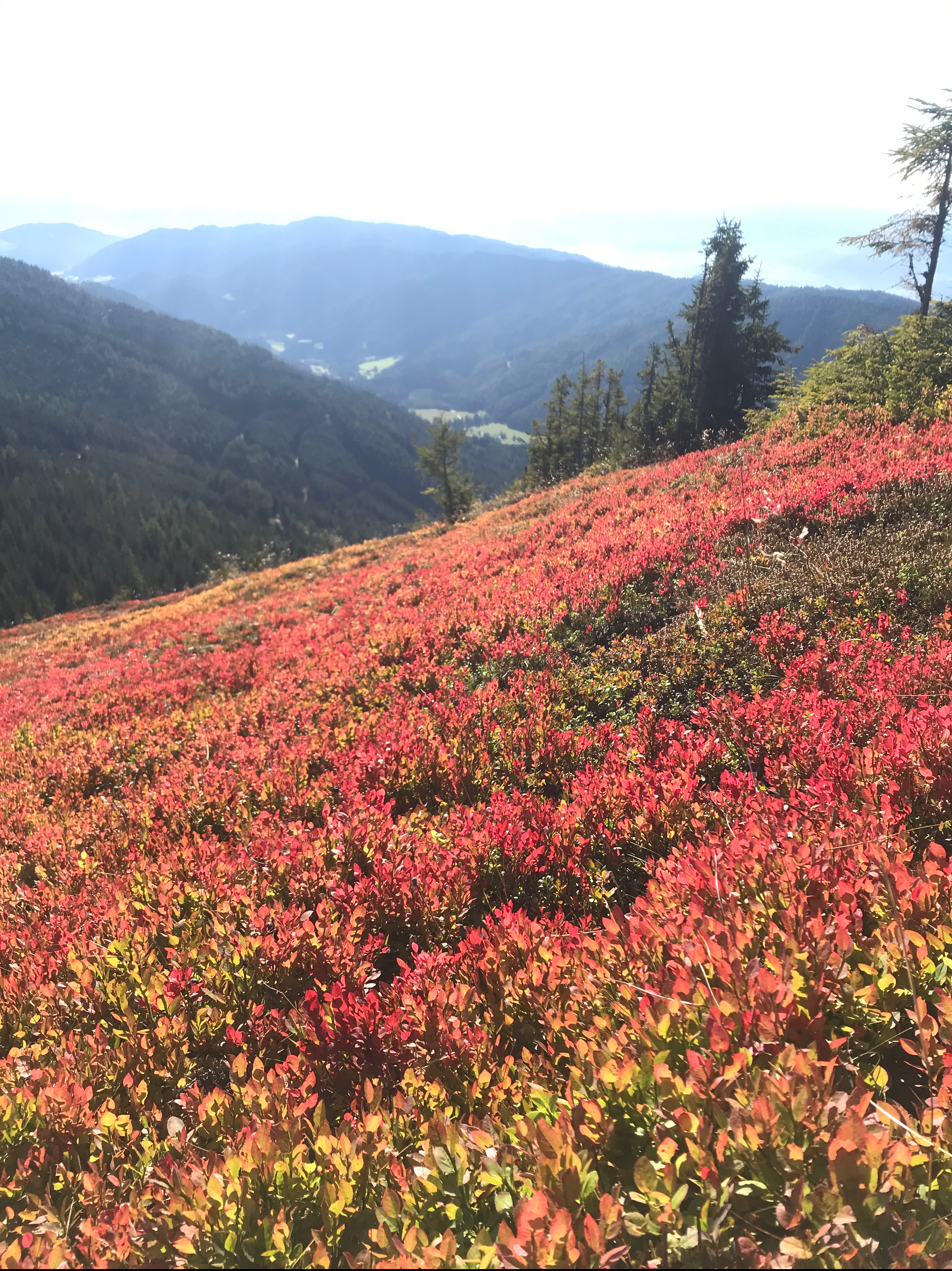 Preiselbeersträucher im Herbst
